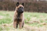 MALINOIS 838